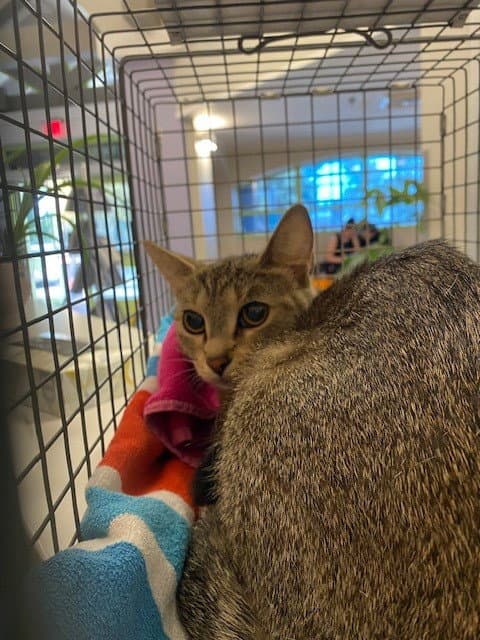 Unknown - Domestic Short Hair