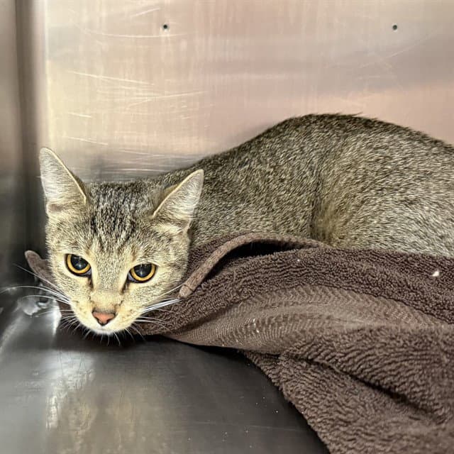 Unknown - Domestic Short Hair