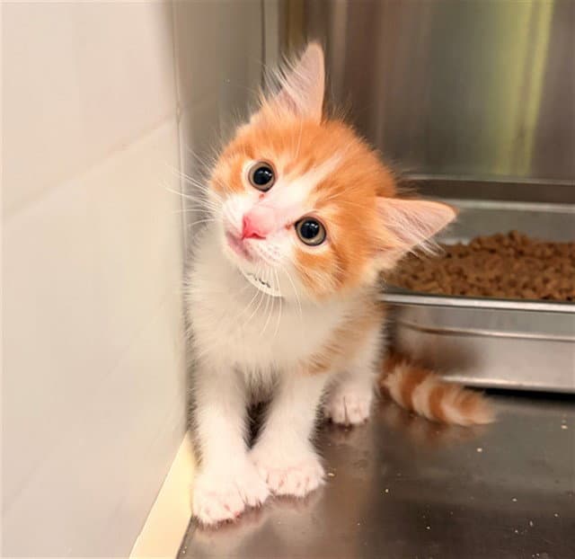 Twinkie - Domestic Short Hair