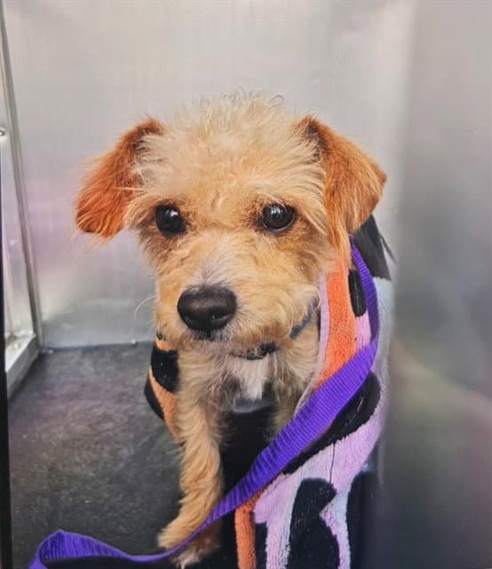 Unknown - Cairn Terrier