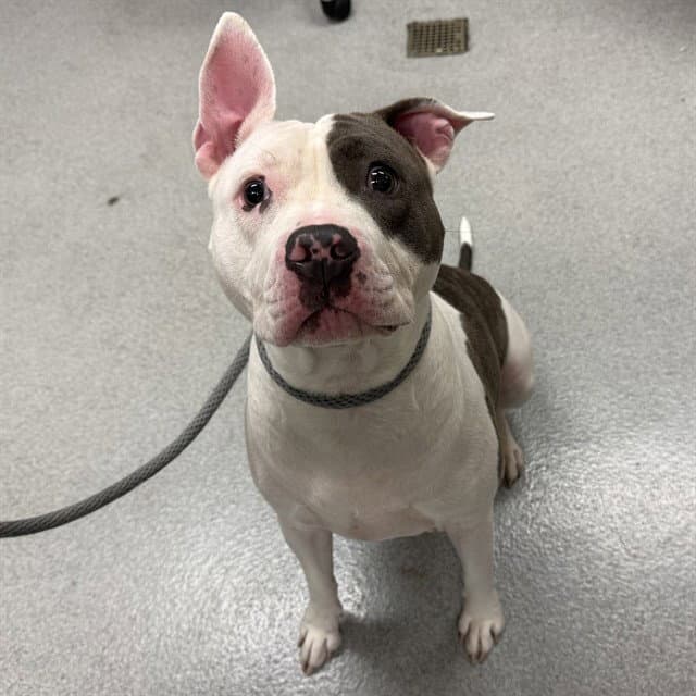Unknown - Pit Bull Terrier