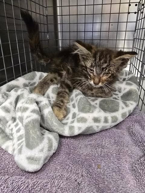 Unknown - Domestic Medium Hair