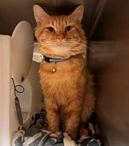 Oliver image 1