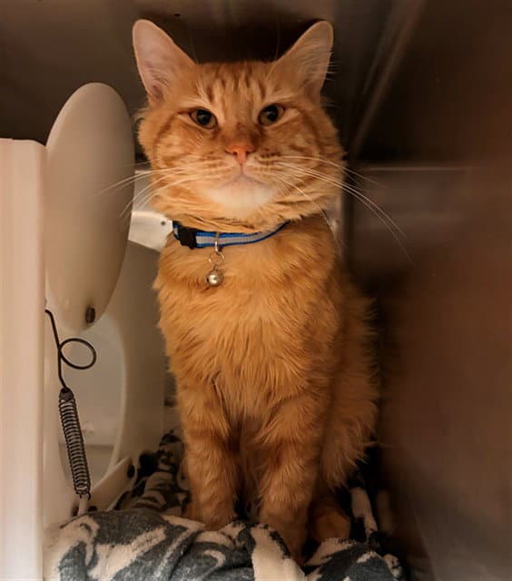 Oliver - Domestic Medium Hair