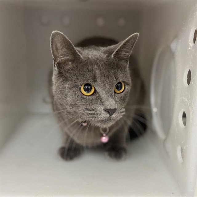 Unknown - Domestic Short Hair