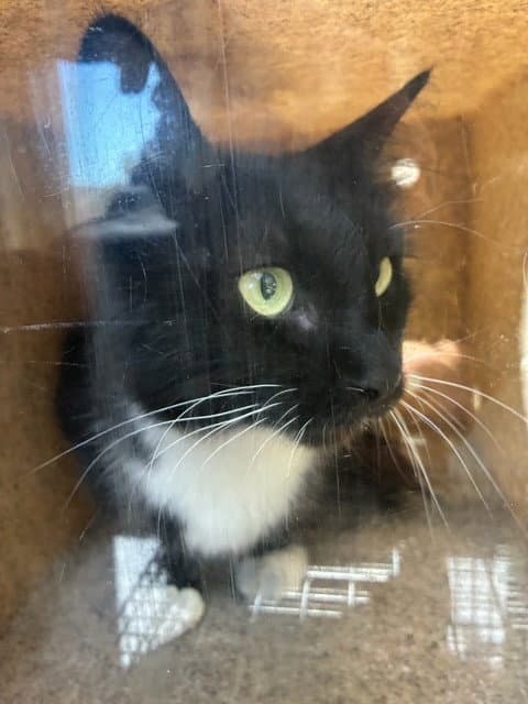 Unknown - Domestic Short Hair