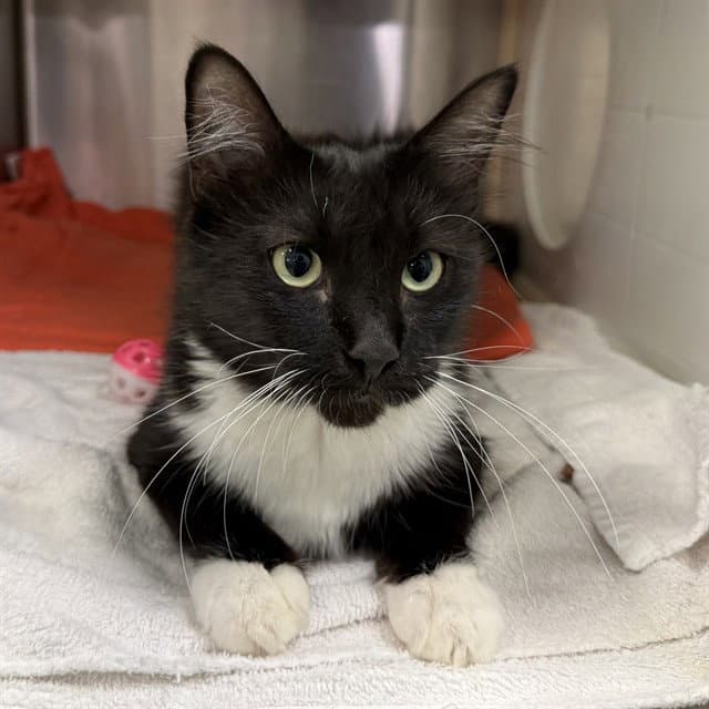 Unknown - Domestic Short Hair