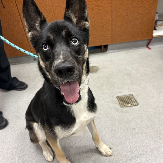 Xena - German Shepherd Dog