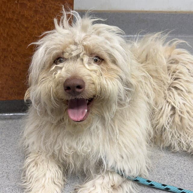 Unknown - Wheaten Terrier