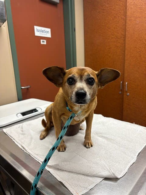 Unknown - Miniature Pinscher