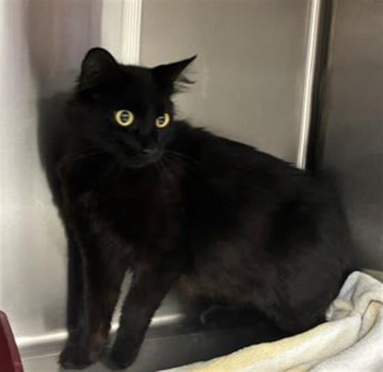 Unknown - Domestic Short Hair