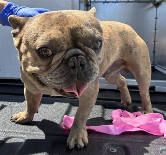 Unknown - French Bulldog
