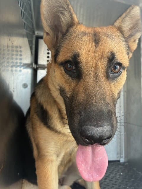 Unknown - German Shepherd Dog