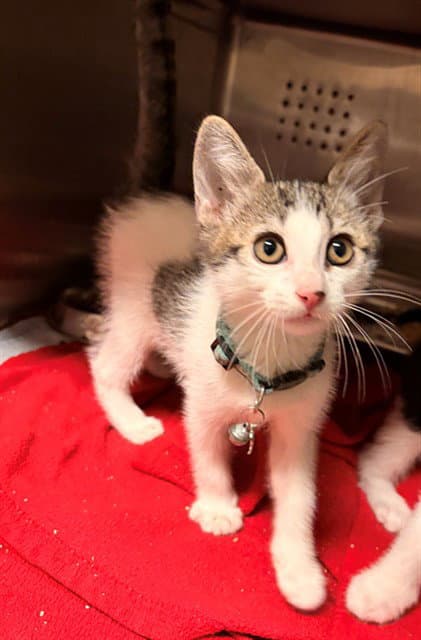 Stripes - Domestic Short Hair