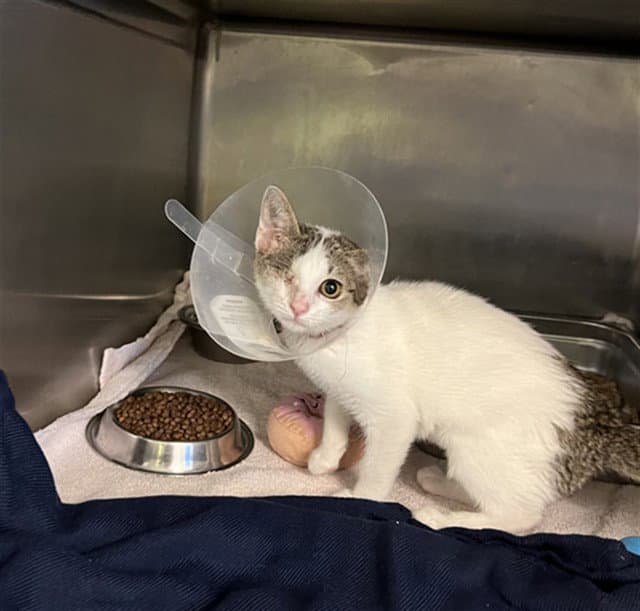 Iris - Domestic Short Hair