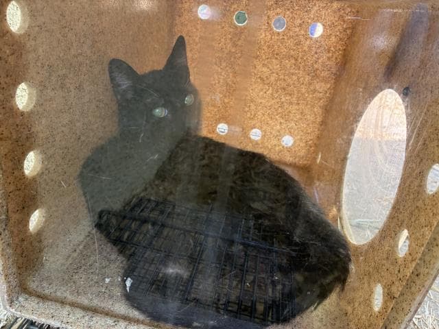Chestnut - Domestic Short Hair