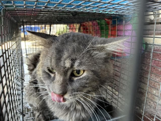 Th - Domestic Medium Hair