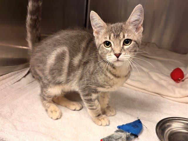 Tanya - Domestic Medium Hair