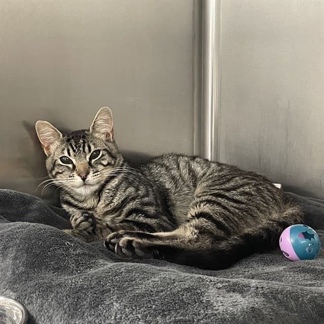 Boba - Domestic Short Hair