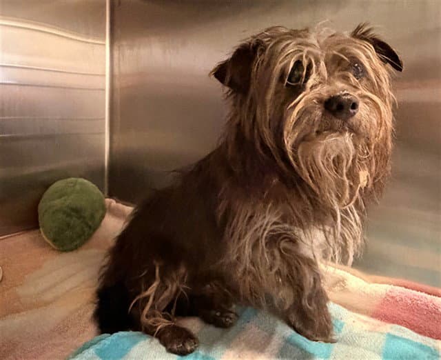 Unknown - Cairn Terrier