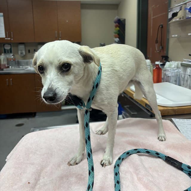 Unknown - Chihuahua
