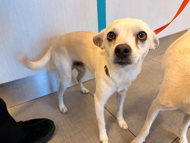 Unknown - Chihuahua