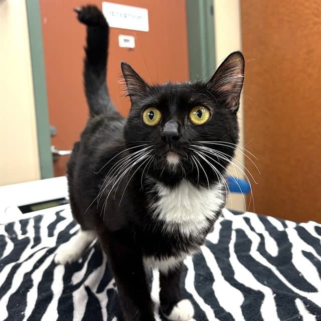 Lady Noir - Domestic Short Hair