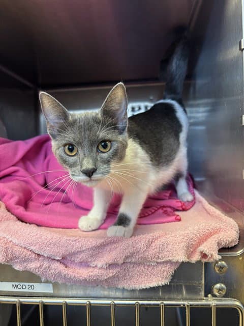 Unknown - Domestic Short Hair