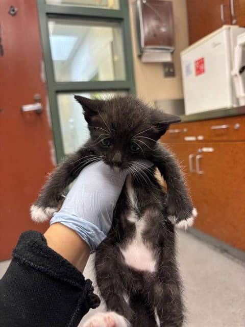 Nocturne - Domestic Short Hair