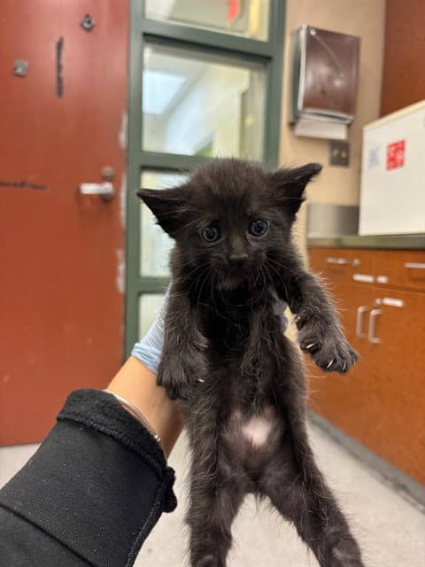 Midnight - Domestic Short Hair