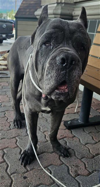 Unknown - Cane Corso Mastiff