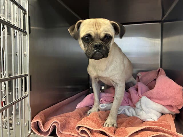 Unknown - Pug