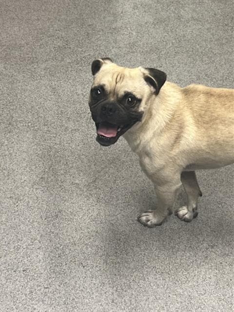 Unknown - Pug