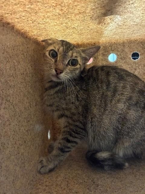 Chestnut - Domestic Short Hair