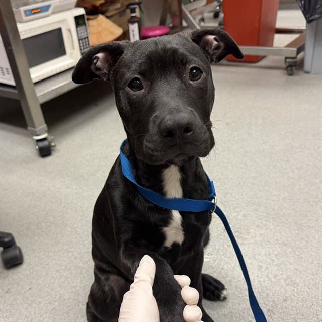 Unknown - Pit Bull Terrier