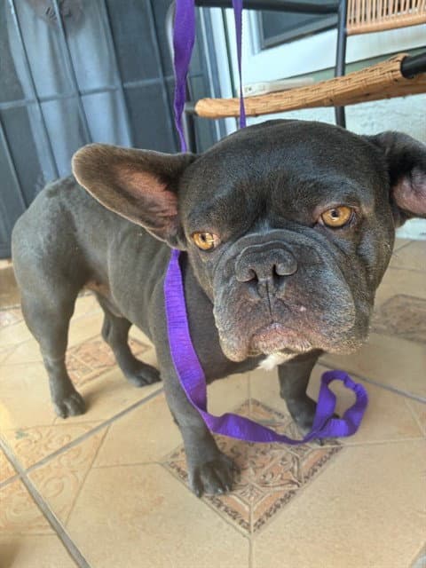 Unknown - French Bulldog