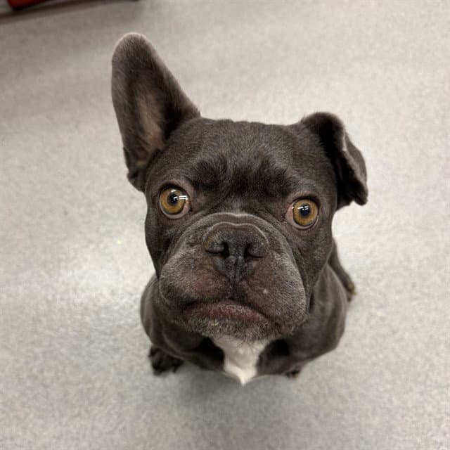 Unknown - French Bulldog