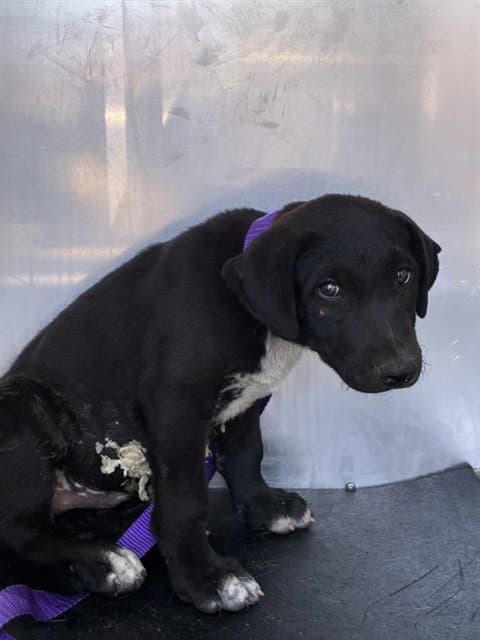 Unknown - Labrador Retriever