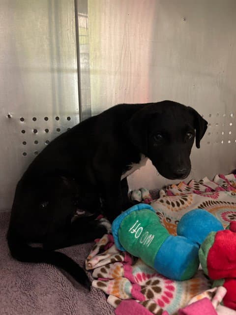Unknown - Labrador Retriever