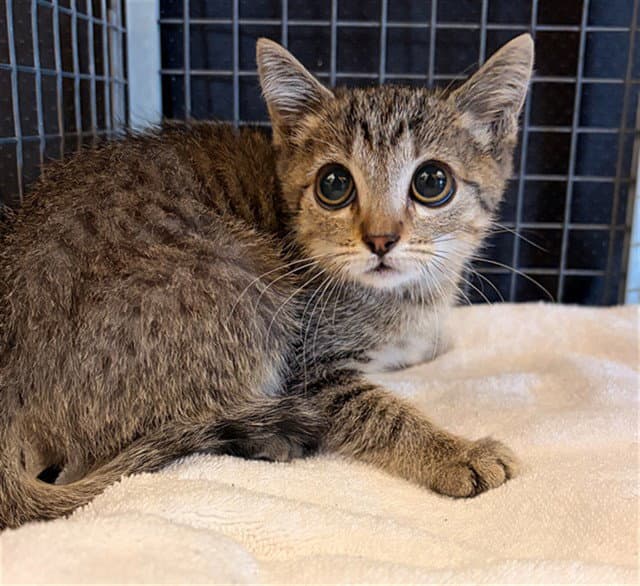 Unknown - Domestic Short Hair