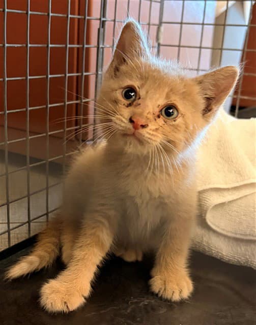 Unknown - Domestic Medium Hair