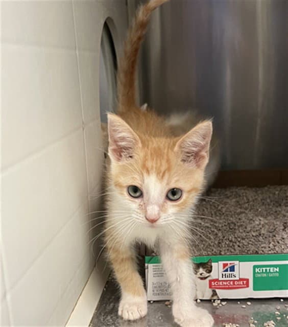 Twix - Domestic Short Hair