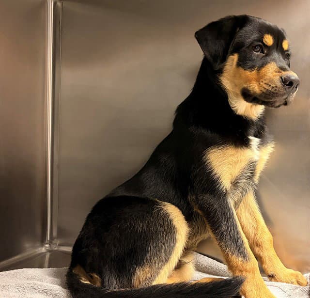 Unknown - Rottweiler