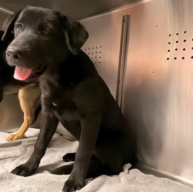 Unknown - Labrador Retriever