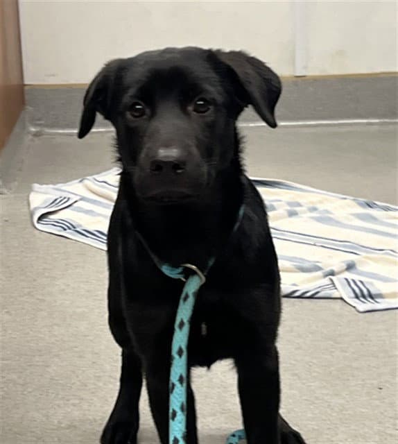 Unknown - Labrador Retriever