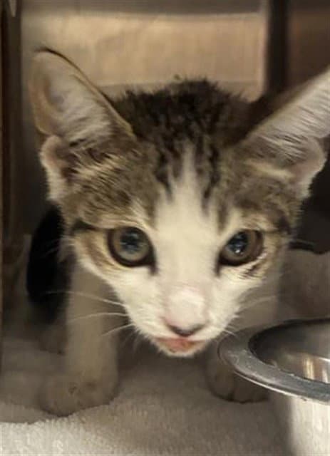 Unknown - Domestic Short Hair