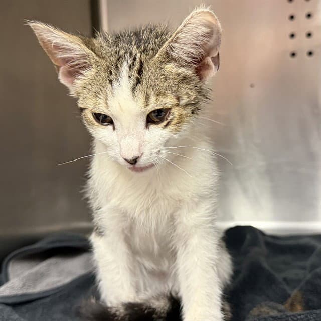 Unknown - Domestic Short Hair