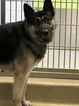 Sampson image 1