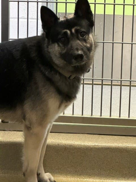 Sampson - German Shepherd Dog