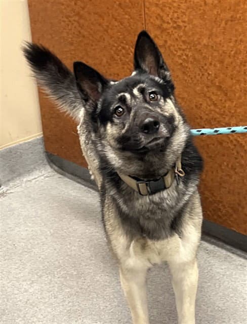 Sampson - German Shepherd Dog